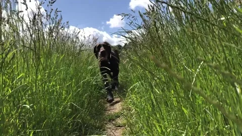 German Wirehaired Pointer dog runs to camera through long grass pan shot Stock Footage 306374016