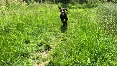 German Wirehaired Pointer dog runs to camera in field very sweet 動画素材 306457406