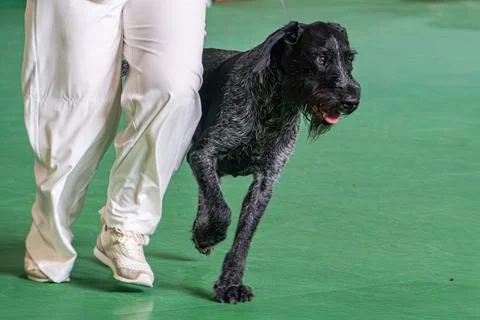 German Wirehaired Pointer dog on a show, walking with human in white unifor.. Stock Photos
