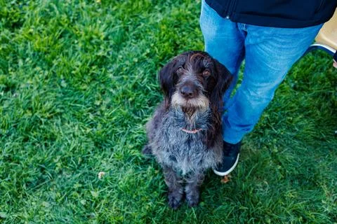German Wirehaired Pointer dog sits beside person on grass in park during su.. Stock Photos