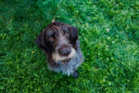 German Wirehaired Pointer dog sits on green grass and looks up at camera du.. Stock Photos