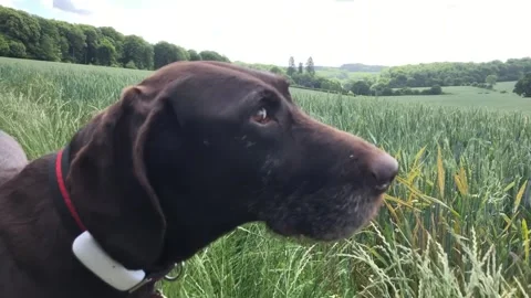 German Wirehaired Pointer dog standing in field close and mid shots on face 動画素材 306457409