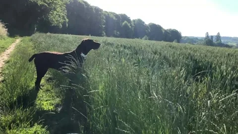 German Wirehaired Pointer dog track in to profile cu Stock Footage 306291586