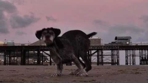 A German Wirehaired Pointer dog waiting for a ball to be thrown 4K Stock Footage 287721499
