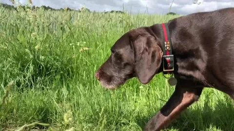 German Wirehaired Pointer dog walking and running in profile sunny day 動画素材 306296170