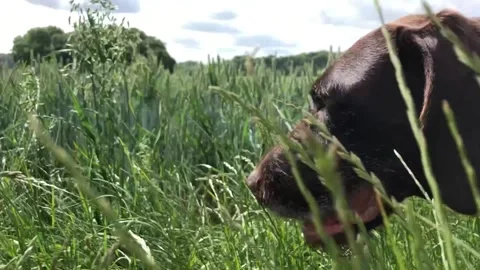 German Wirehaired Pointer dog walking through tall grass profile close shot Stock Footage 306296171