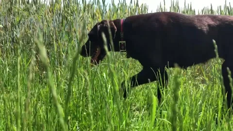 German Wirehaired Pointer dog walking through long grass profile tracking shot 動画素材 306374025