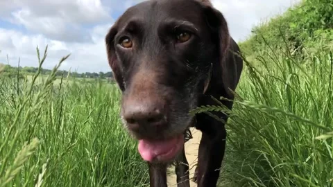 German Wirehaired Pointer dog walks to camera rural sunny day static shot Stock Footage 306296168