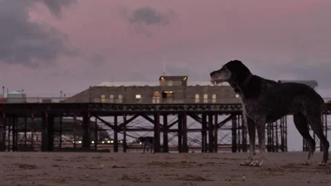 A German Wirehaired Pointer dog watches another get the ball at the beach Stock Footage 287722235