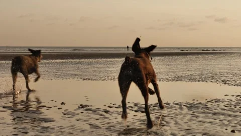 German Wirehaired Pointer dogs at sunset run on a beach slow motion 4K Stock Footage 285772959