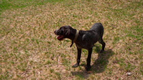German wirehaired pointer in the forest. Drathaar in the field at midday 動画素材 196034280