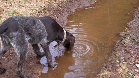 German wirehaired pointer in the forest Stock Footage 196063977