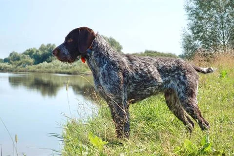 German wirehaired pointer German wirehaired pointer standing on the river ... Stock Photos