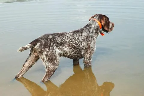 German wirehaired pointer German wirehaired pointer standing in the river ... Stock Photos