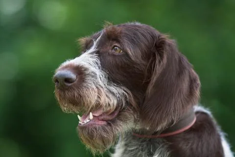 German wirehaired pointer on green blurred background Stock Photos