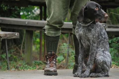 German wirehaired pointer Stock Photos