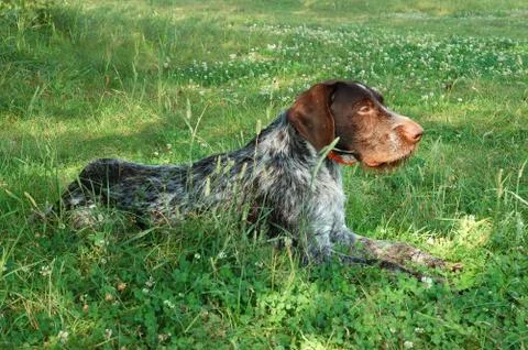 German wirehaired pointer 写真素材