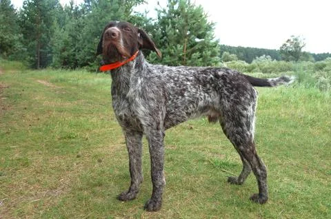 German wirehaired pointer Stock Photos
