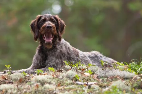 German wirehaired pointer Stock Photos