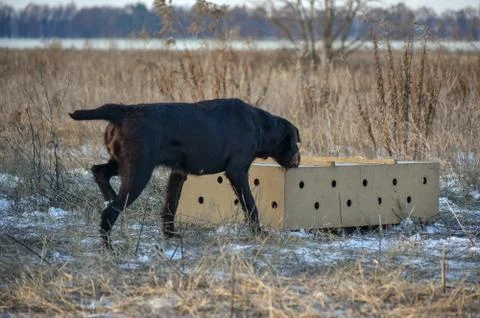 German wirehaired pointer. Point on box with birds. Stock Photos