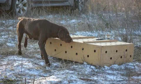 German wirehaired pointer. Point on box with birds. Stock Photos