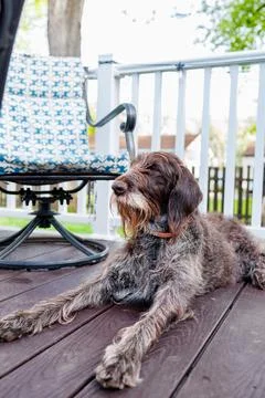 German Wirehaired Pointer relaxing on porch near chair in daylight 写真素材