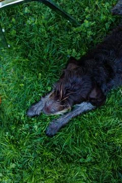 German Wirehaired Pointer resting on grass in a backyard during summer afte.. Stock Photos