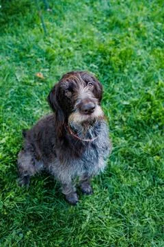 German Wirehaired Pointer sits on grass looking up at its owner in a park i.. Stock Photos