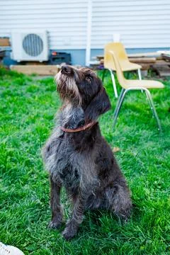 German Wirehaired Pointer sits in grass looking up with chair in background.. Stock Photos