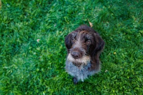 German Wirehaired Pointer sits on green grass looking up at its owner durin.. Stock Photos
