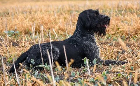 German wirehaired pointer sitting on the feild Stock Photos