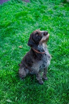 German Wirehaired Pointer sitting on green grass in a park during daylight .. Stock Photos