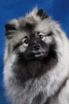 German Wolfspitz on a blue background Foto stock