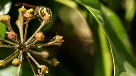 German yellowjackets collecting nectar of common ivy flowers Stock Footage 99144223