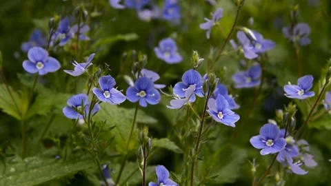 Germander speedwell in the garden Stock Footage 252744366