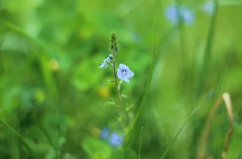 Germander speedwell Stock Photos