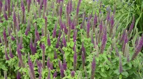 Germander (Teucrium hircanicum) Stock Footage 14829250