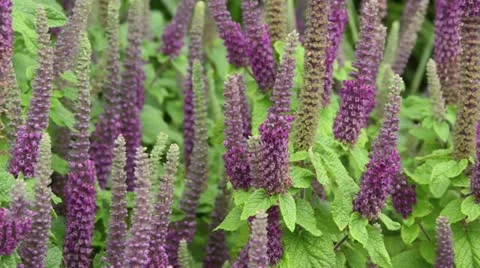 Germander (Teucrium hircanicum) Stock Footage 14829252