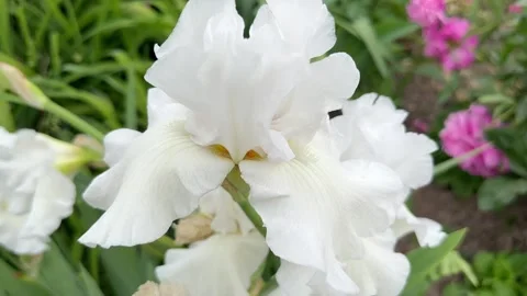 Germanic white iris Stock Footage 243426482