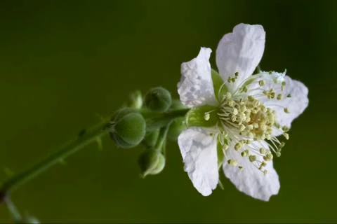 Germanica  malus Stock Photos
