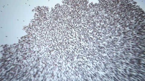 Germans Stock Footage 73436478