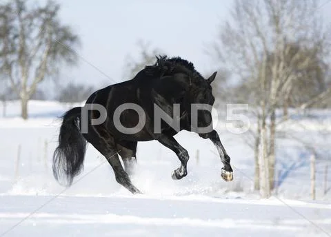 Germany, Baden Wuerttemberg, Black Horse Running In Snow