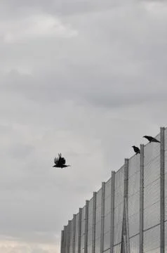 Germany, Bavaria, Three crows on cyclone fence Stock Photos