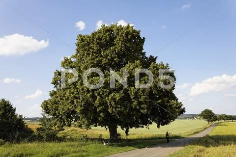 Germany, Bavaria, Upper Palatinate, Seubersdorf, Senior woman under shade of Stock Photos