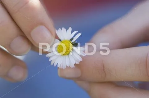 Germany, Bavaria, Woman Picking Flower Petal, close up Stock Photos