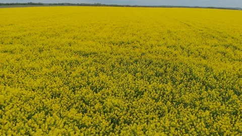 Germany canola fields shot from the air 動画素材 108370388