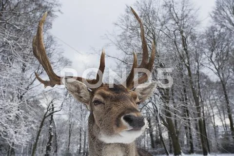 Germany, Cologne, Animal Reserve, Male Fallow Deer At Lindenthaler Tierpark