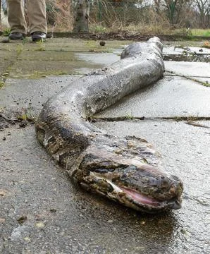 Germany Dead Python - Feb 2014 스톡 사진