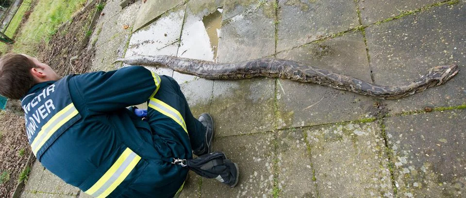 Germany Dead Python - Feb 2014 스톡 사진