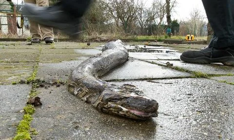 Germany Dead Python - Feb 2014 스톡 사진